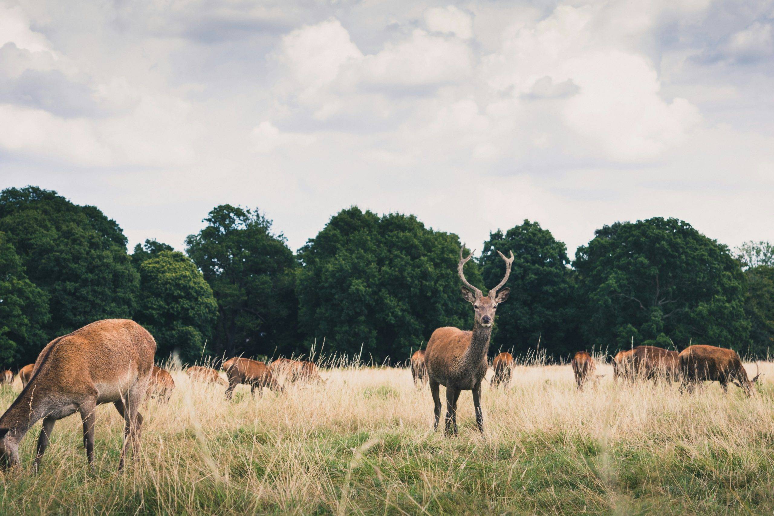 Office space in Office Space Near Richmond Park